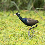 Jacana bronzé