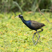 Bronze-winged Jacana