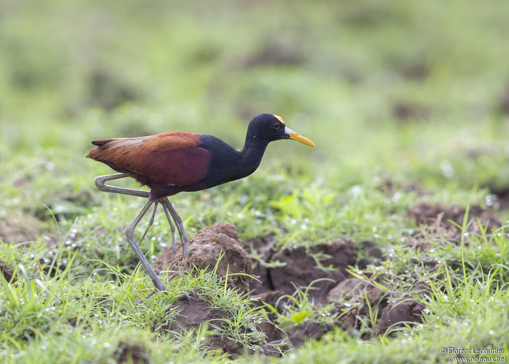 Northern Jacana