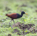 Jacana du Mexique