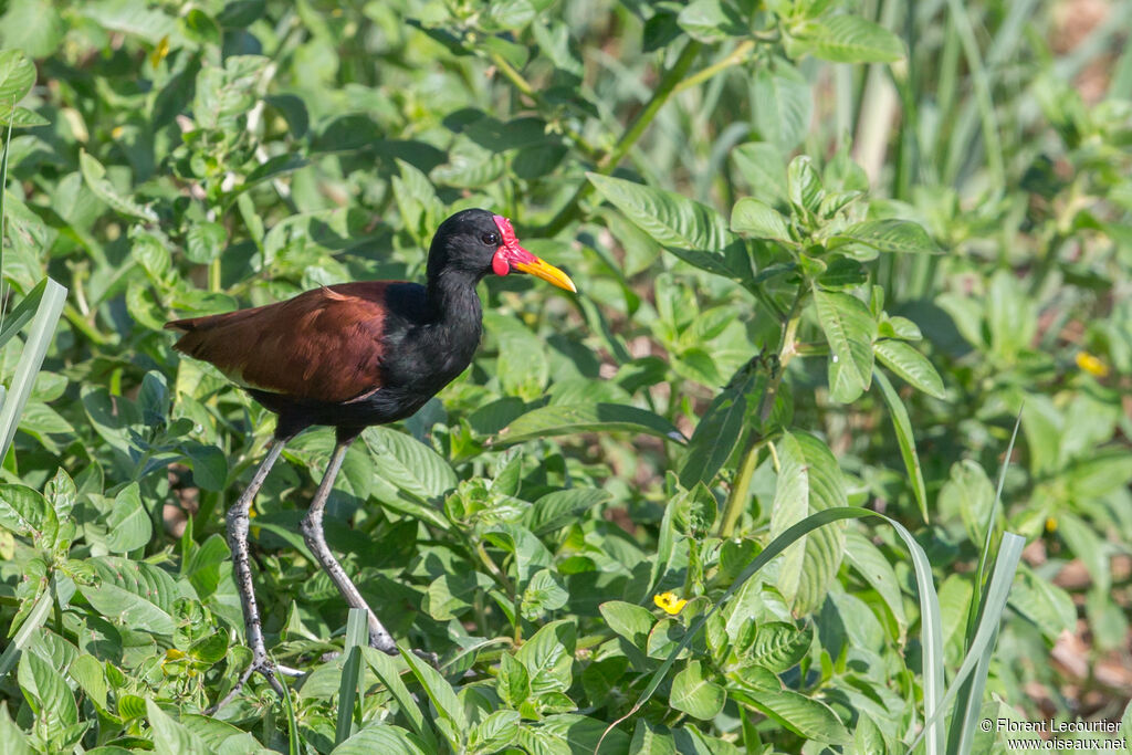 Jacana noiradulte