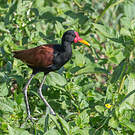 Jacana noir