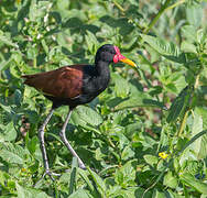 Wattled Jacana