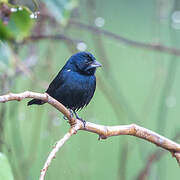 Blue-black Grassquit