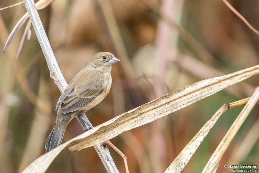 Blue-black Grassquit female