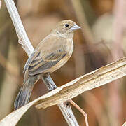 Blue-black Grassquit