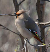 Bohemian Waxwing