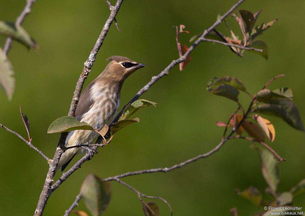 Cedar Waxwingjuvenile