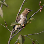 Cedar Waxwing