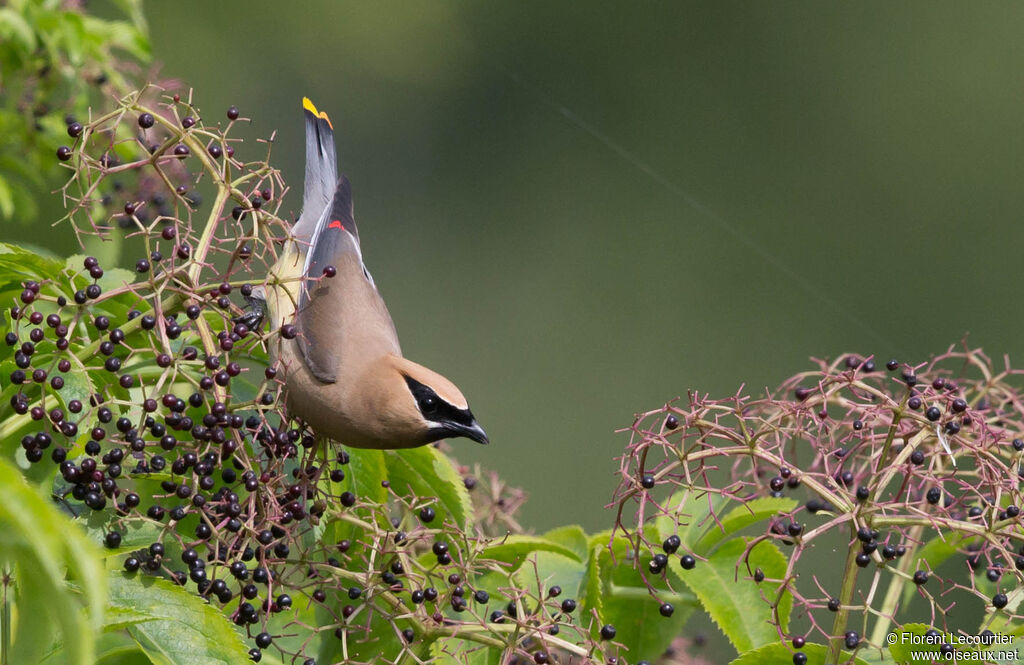 Cedar Waxwing