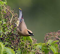 Cedar Waxwing