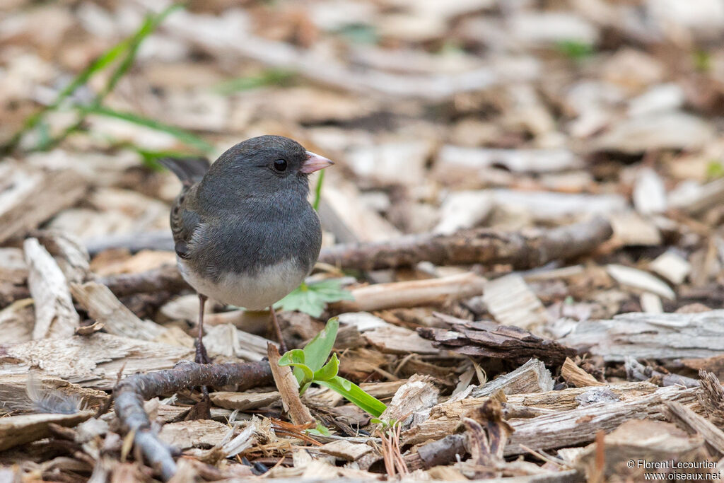 Junco ardoisé