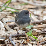 Junco ardoisé