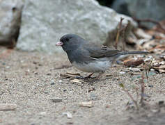 Dark-eyed Junco