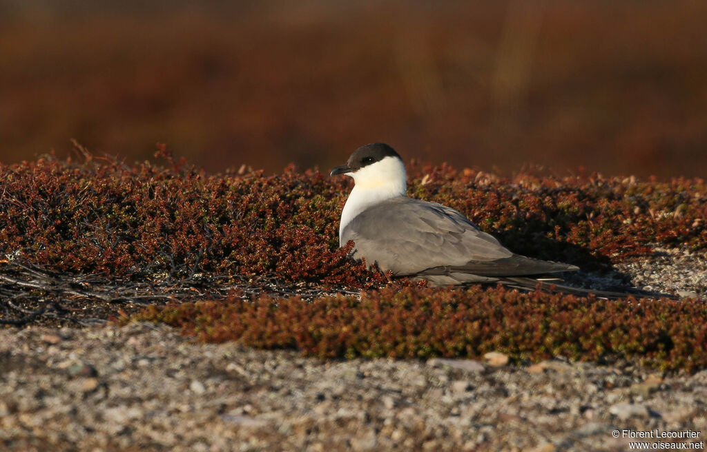 Long-tailed Jaeger