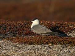 Long-tailed Jaeger