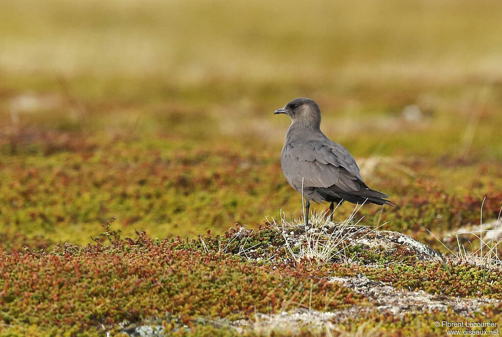 Parasitic Jaeger