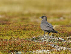 Parasitic Jaeger