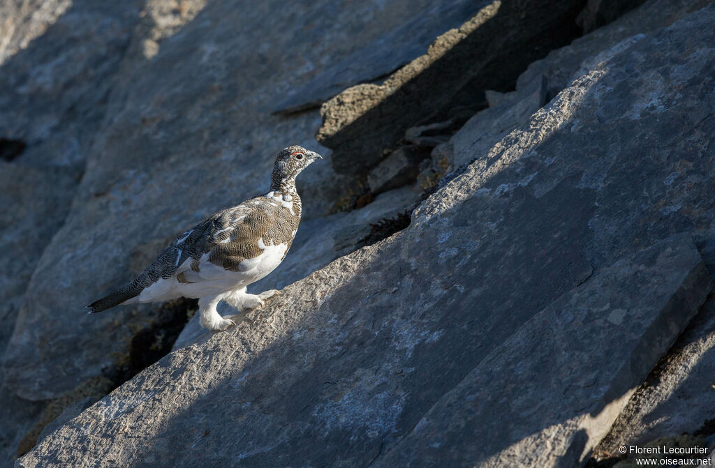 Lagopède alpinadulte