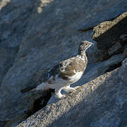 Rock Ptarmigan