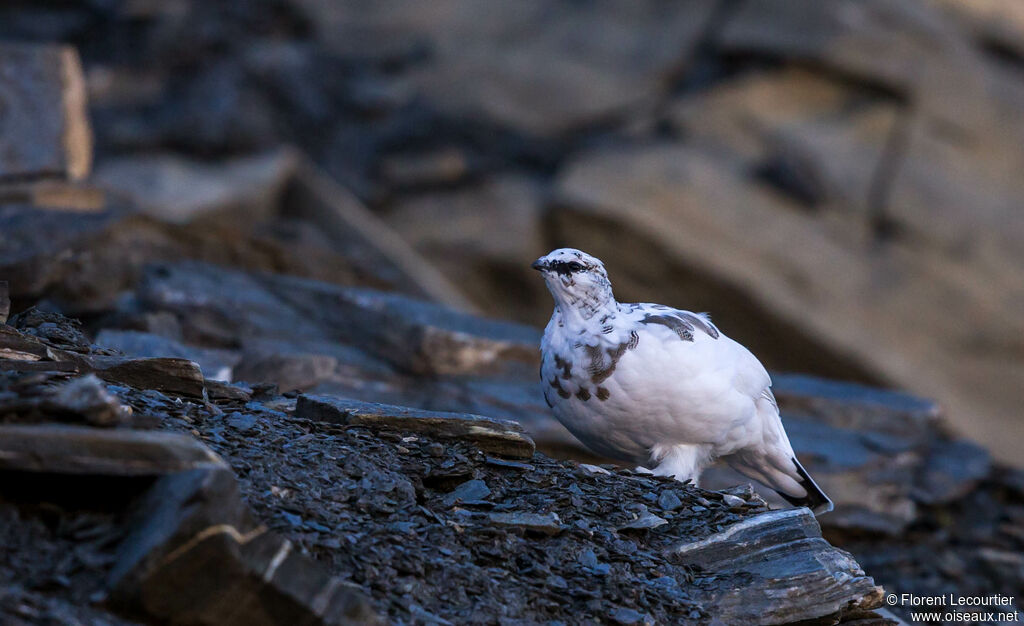 Rock Ptarmigan