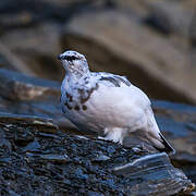 Rock Ptarmigan