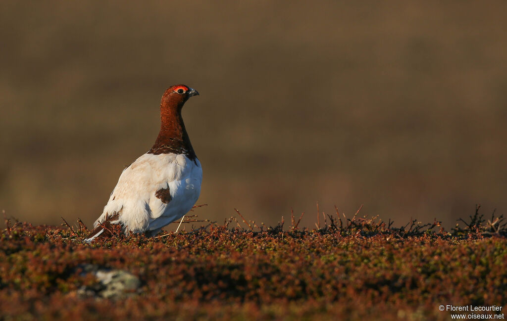 Willow Ptarmigan male adult