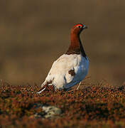 Willow Ptarmigan