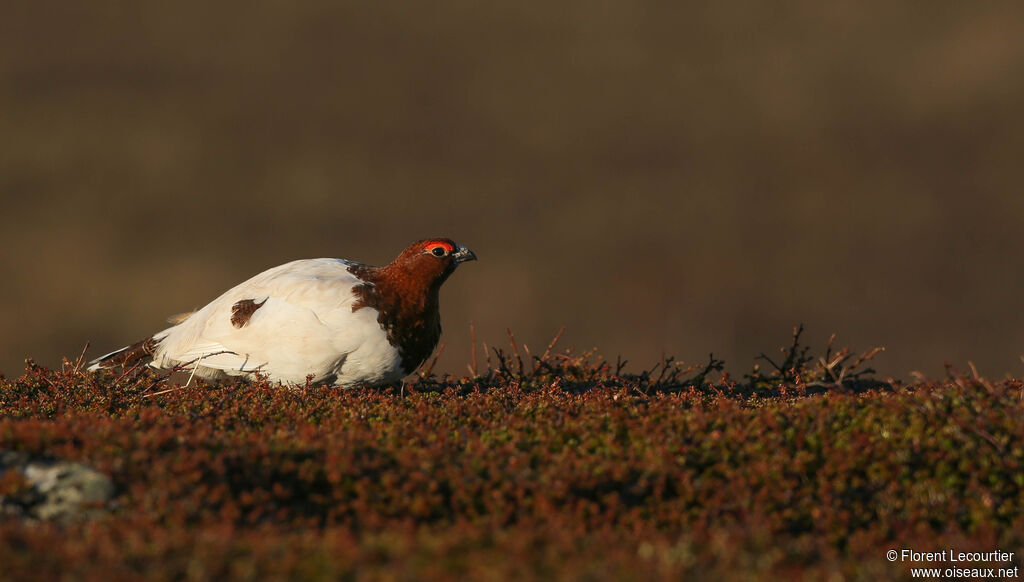 Willow Ptarmigan male adult