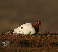 Willow Ptarmigan