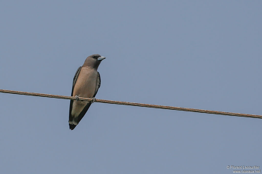 Ashy Woodswallow