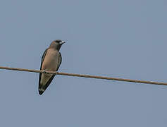 Ashy Woodswallow