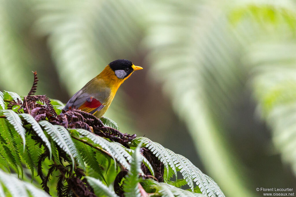 Silver-eared Mesia