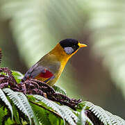 Silver-eared Mesia