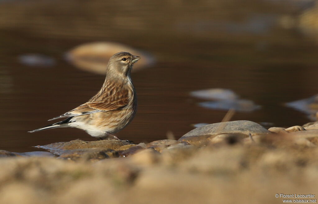 Common Linnet