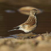 Common Linnet