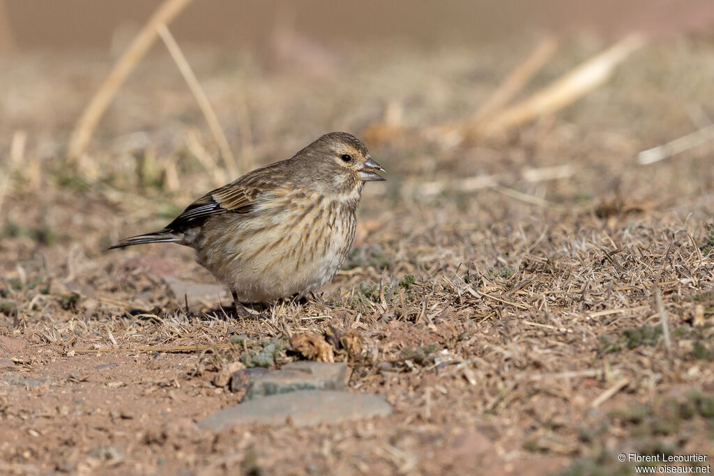 Common Linnet female