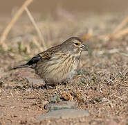 Common Linnet