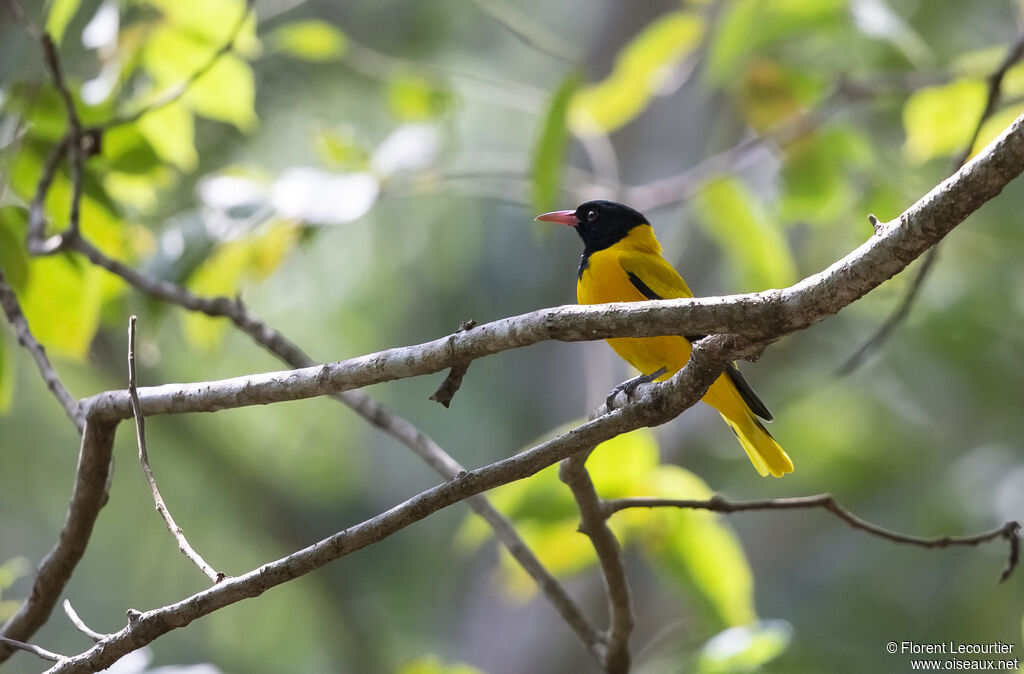 Black-hooded Oriole