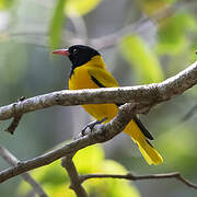 Black-hooded Oriole