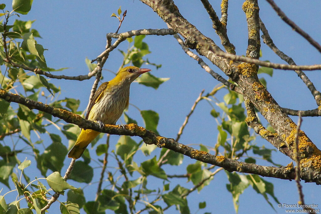 Eurasian Golden Oriole female