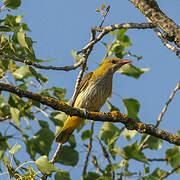 Eurasian Golden Oriole