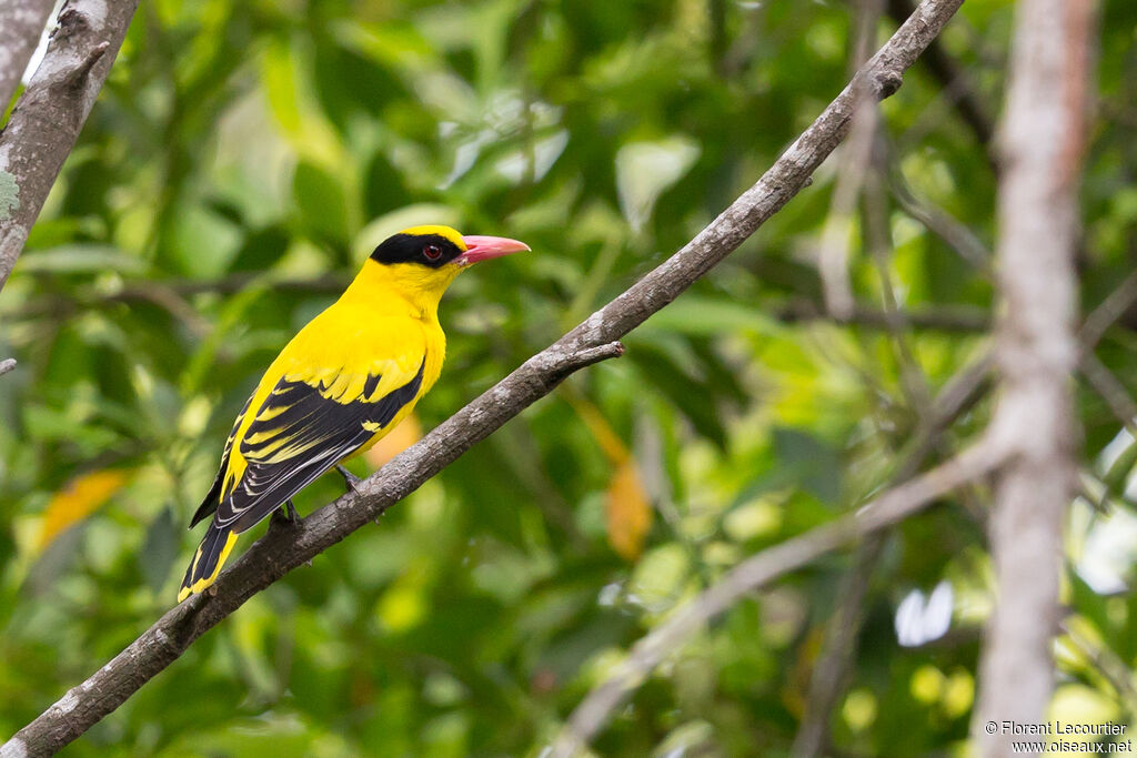 Black-naped Orioleadult