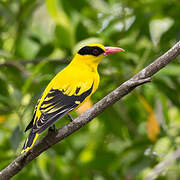 Black-naped Oriole