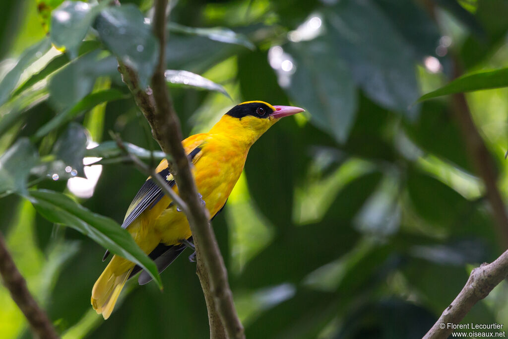 Black-naped Oriole