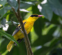 Black-naped Oriole