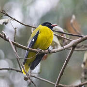 Ethiopian Oriole