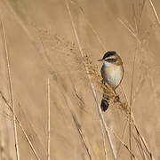 Moustached Warbler