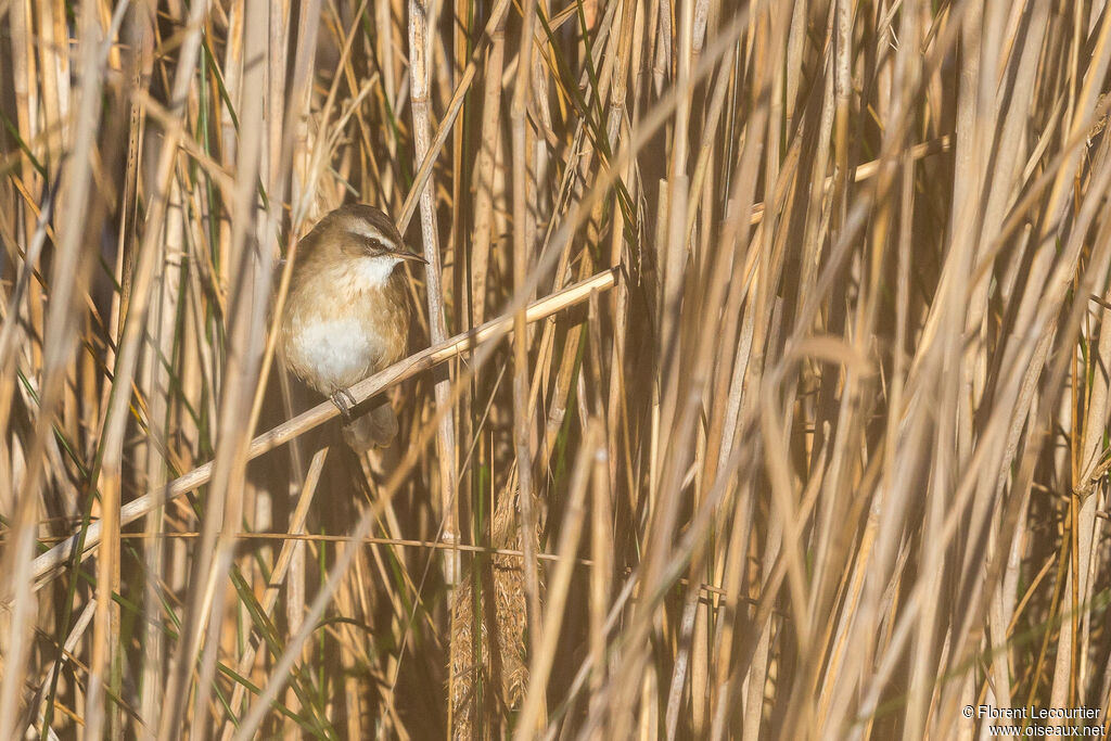 Moustached Warbler