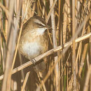 Moustached Warbler